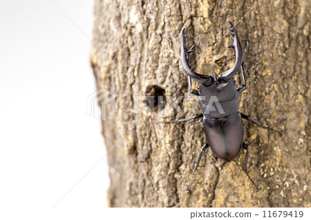 Saw toothbrush 11679419