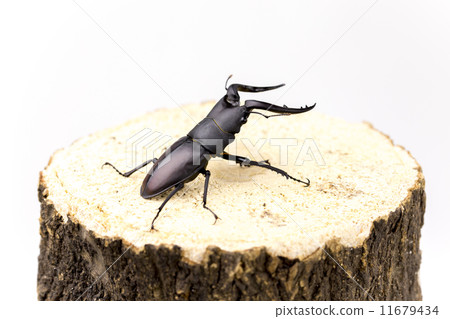 看到牙刷 看到牙刷 11679434