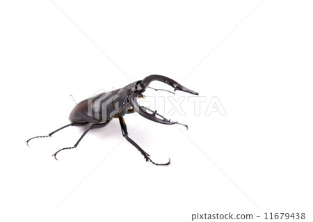 Saw toothbrush 11679438