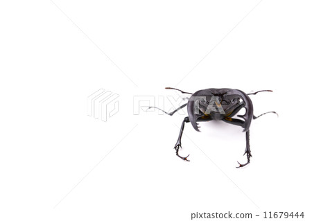 看到牙刷 11679444