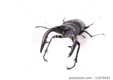 Saw toothbrush 11679445