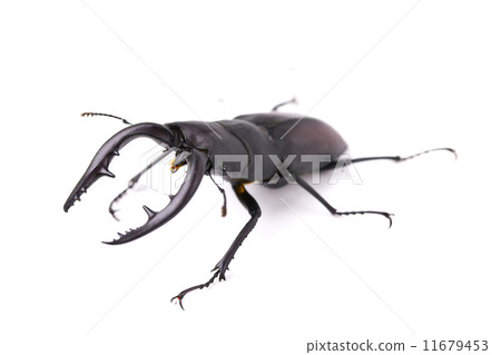 看到牙刷 11679453