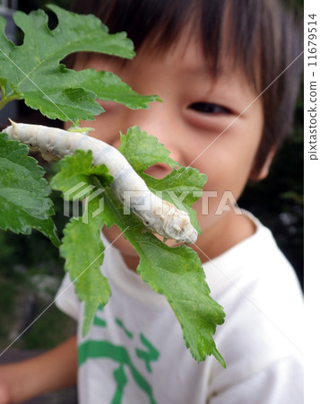 兒童觀察蠶 11679514