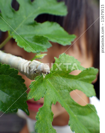 兒童觀察蠶 11679515