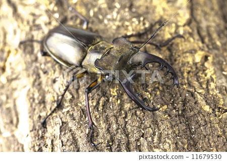 高砂深山鍬形蟲 11679530