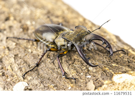 高砂深山鍬形蟲 11679531