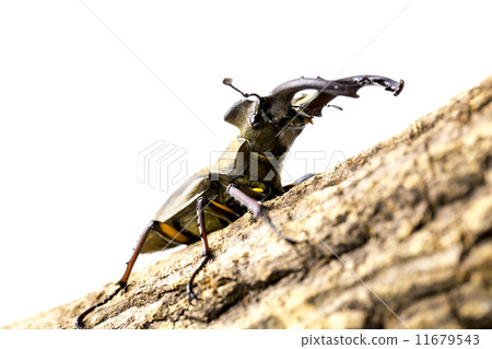 Miyamakuwagata 11679543