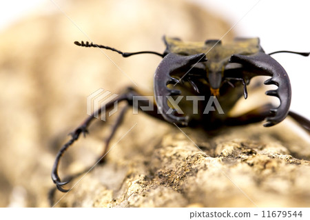 Miyamakuwagata 11679544