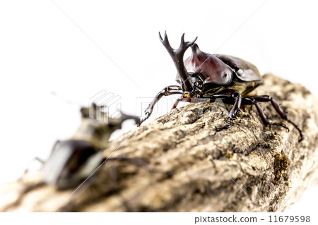 甲殼蟲和Miyamakuwagata 11679598