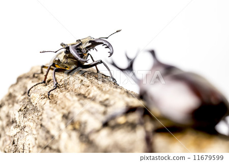 甲殼蟲和Miyamakuwagata 11679599