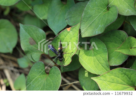 Living things insects Omomonokuro bee, bees that have been called bekko but not limited to this bee have become called spiders 11679932