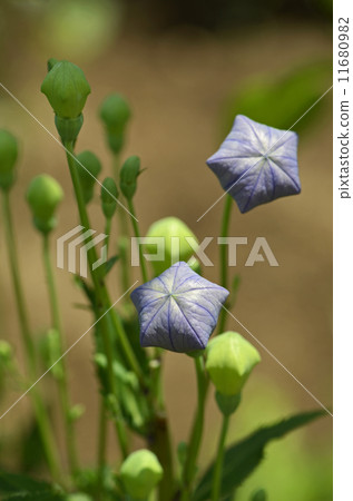 Kikyo（Kikyo） 11680982