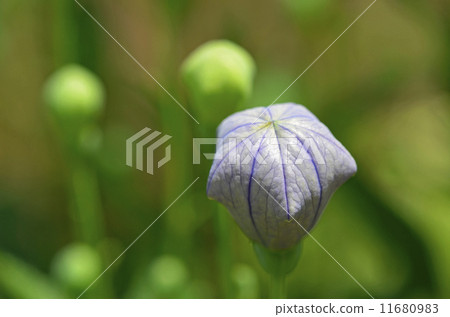 Kikyo (Kikyo) 11680983