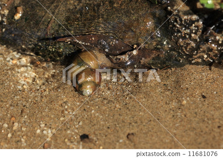A living thing snail, Otanishi, recently got disappeared clearly. 11681076