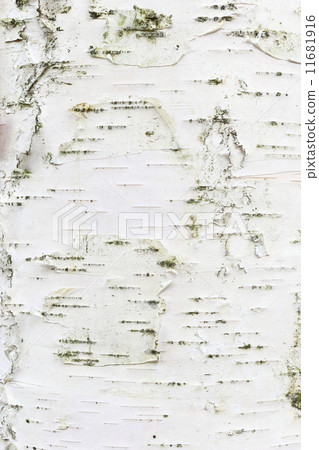 White birch bark White birch bark 11681916