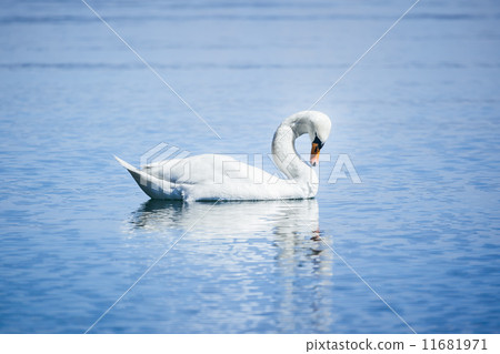 white swan 11681971