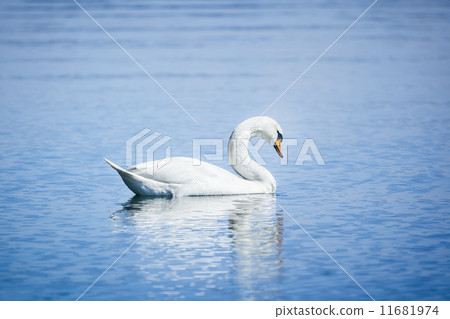 white swan 11681974