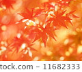 Autumn leaves 01 11682333