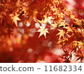 Autumn leaves 02 11682334