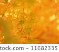Autumn leaves 03 11682335