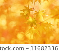 Autumn leaves 04 11682336