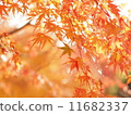Autumn leaves 05 11682337