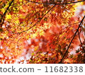 Autumn leaves 06 11682338