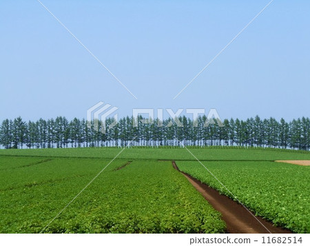 帶廣的鄉村景觀 11682514