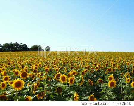 Himawari no Sato in Hokuryu-cho 11682608