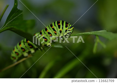 The larva of the yellowfin tuna The larva of the yellowfin tuna 11682709