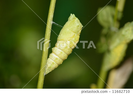 燕子的蛹 燕子的蛹 11682710