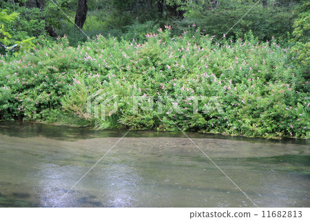 Nikko Nature interaction road 11682813