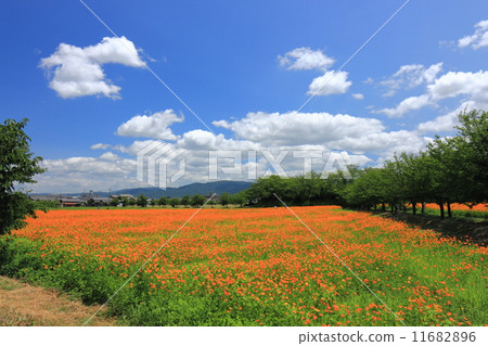 藤原宮遺址的Kibanakosumos 11682896