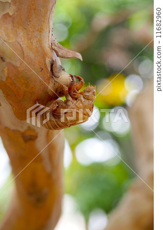 Cicadian shell 11682960