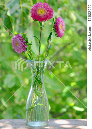 Chrysanthemum Flower 11682962