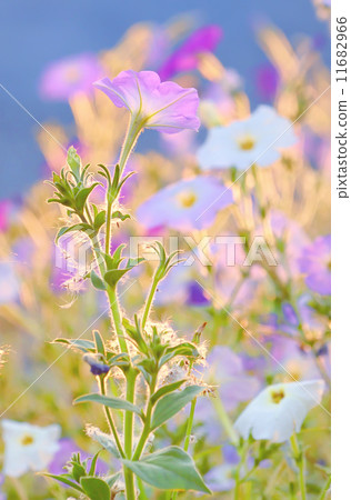 nicotiana alata flowers 11682966