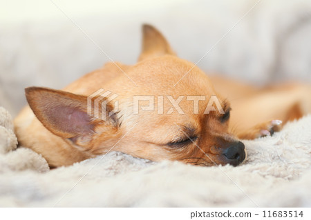 Sleeping red chihuahua dog on beige background. 11683514