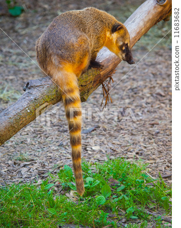 Coati sitting on the branch 11683682