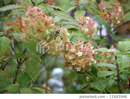 Kashiwaba hydrangea Kashiwaba hydrangea 11683846