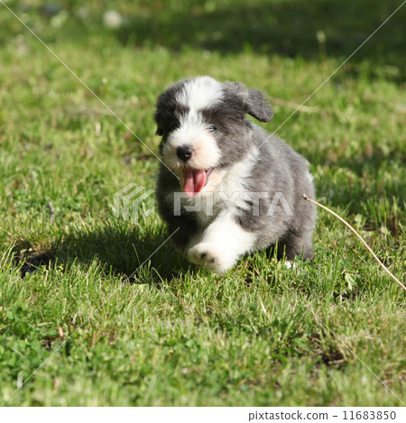 Bearded Collie running in the garden Bearded Collie running in the garden 11683850