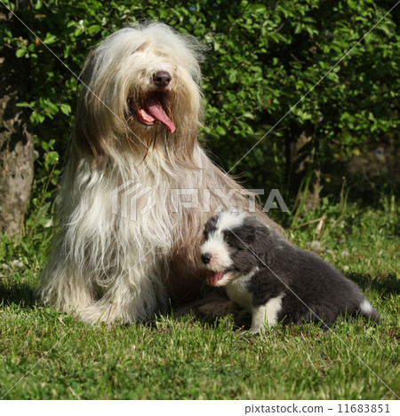 Beautiful Bearded Collie with puppy sitting in the grass Beautiful Bearded Collie with puppy sitting in the grass 11683851