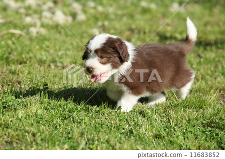 Bearded Collie running in the garden Bearded Collie running in the garden 11683852