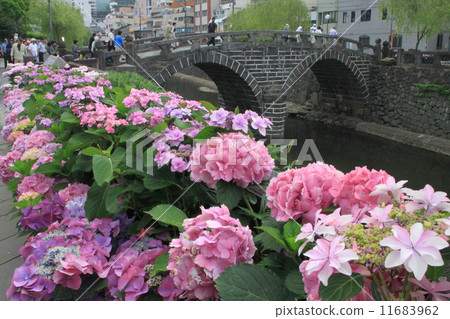 繡球花和眼鏡橋 11683962