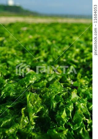 清晨的岸邊 11684053