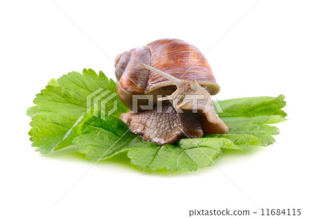 Helix Aspersa snail 11684115