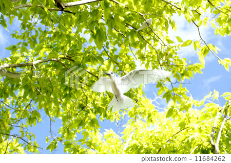 熱帶鳥47 11684262