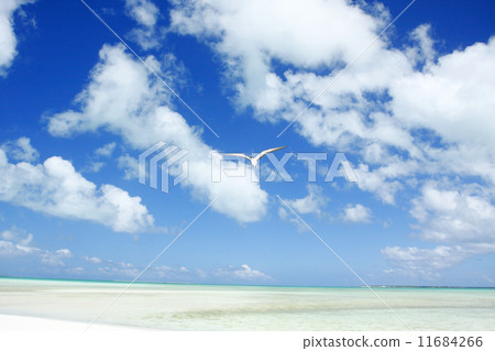 Tropical bird 50 11684266