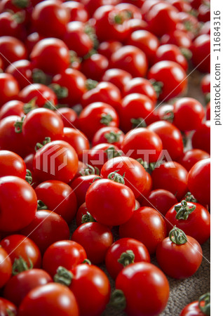 Tomato Tomato 11684316