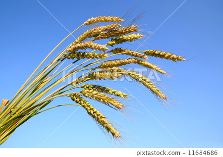 Stalks of ripe wheat 11684686