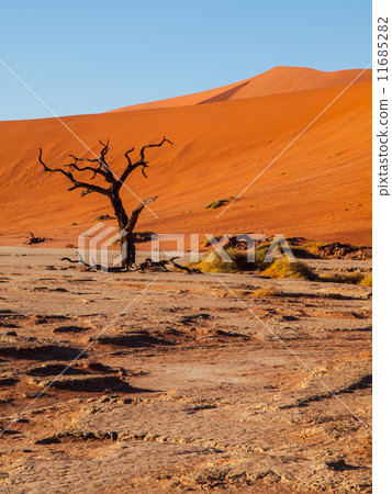 Dead acacia tree in Deadvlei 11685282